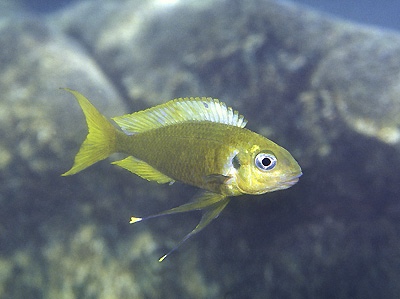 Ophthalmotilapia ventralis 'Mikongolo Island'
